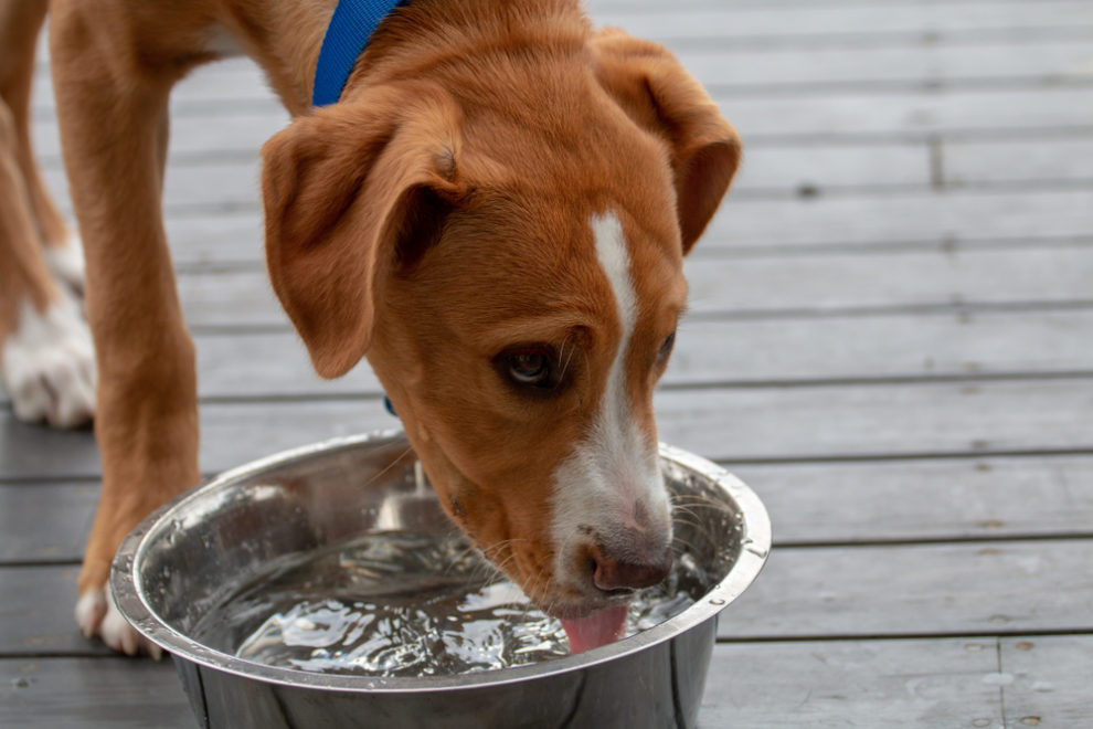 病気のサインかも？犬が水を飲み過ぎる原因と対策｜ドッグフードの達人