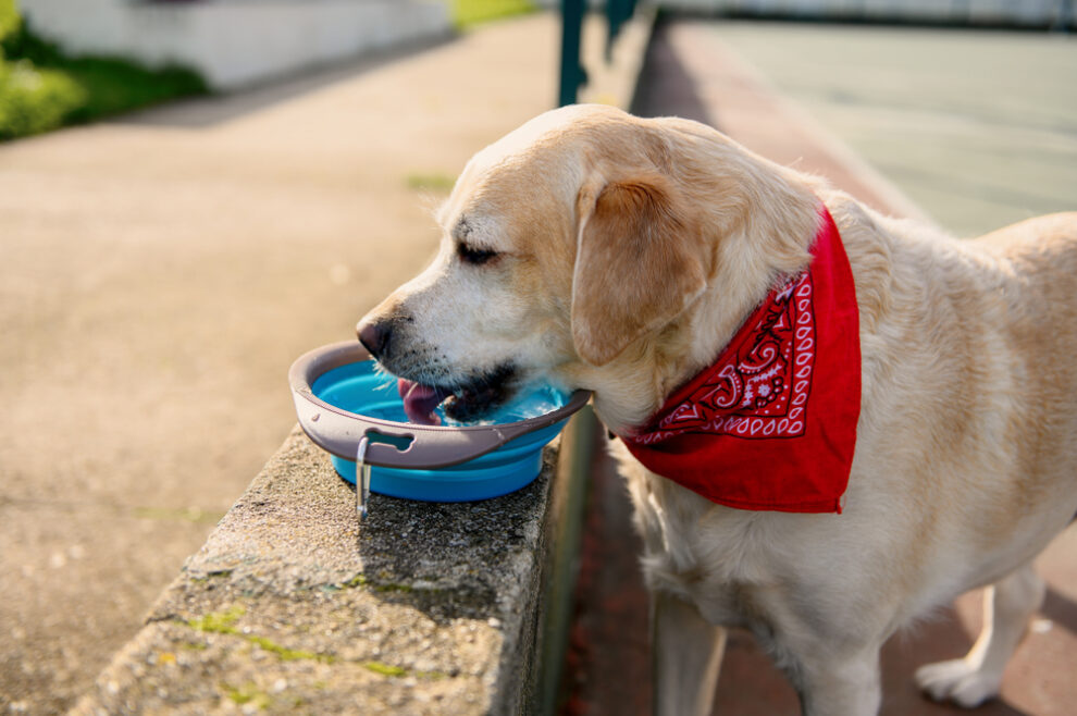 犬が水を飲まない時の理由は？水分不足を防ぐ対処法を詳しく解説｜ドッグフードの達人